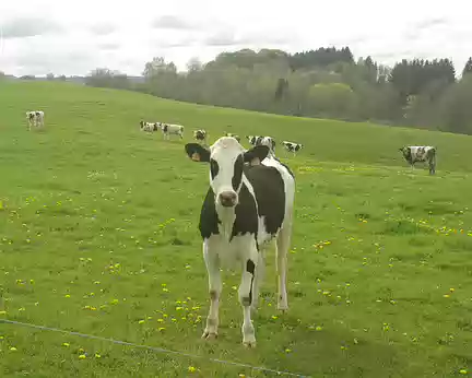 Vache Vache